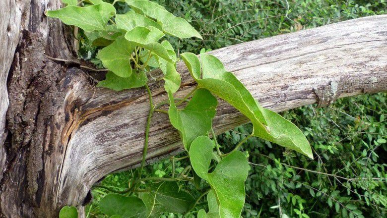 Cây Mã đậu linh khác lá. Aristolochia heterrophylla Hemsl - Cây Thuốc Nam Quanh Ta